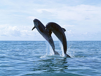 Animals, Dolfins HD wallpaper