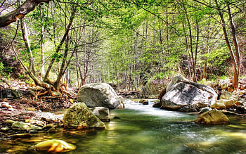 River, forest, rivers HD wallpaper