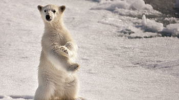 Animals, Winter, Snow, To Stand, Stand, Astonishment, Surprise, Polar Bear, Pose HD wallpaper