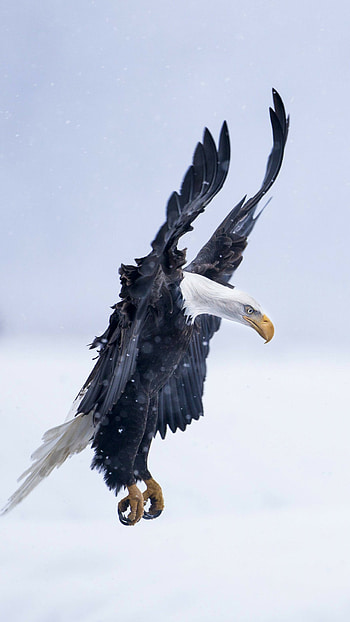 eagle , Mesmerizing beauty, Striking visuals, Captivating ry HD phone wallpaper