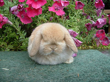 Too little for Easter, bunny, cute, flowers, sleeping HD wallpaper