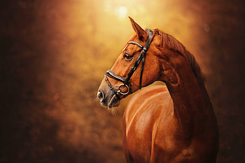 Majestic Horse Portrait – Animal, Animal, horse HD wallpaper