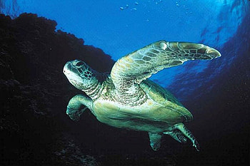 Sea Turtle, sea, turtle, cool HD wallpaper