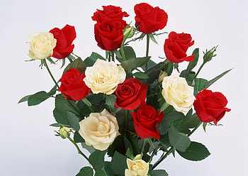 bouquet, white, graphy, roses, beautiful, nice, elegant, rose, flower, red, cool, flowers HD wallpaper