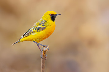 Orange chat (Epthianura aurifrons), at Lake Cargelligo, New South Wales, Australia, Animal, bird HD wallpaper