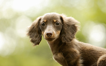 Animals, Dog, Kid, Tot, Eared, Tired HD wallpaper