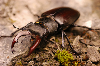 Beetle (Animals), Stag beetle close-up, Beetle , Horned insect HD wallpaper