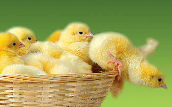 Chicken , Feathered personalities, Rural charm, Farmyard wonders HD wallpaper