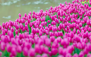 pink tulips, field with tulips, wildflowers, tulips, beautiful flowers, tulips background HD wallpaper