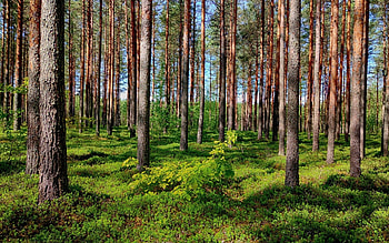 Pine Forest, trees, Latvia, pines, forest HD wallpaper