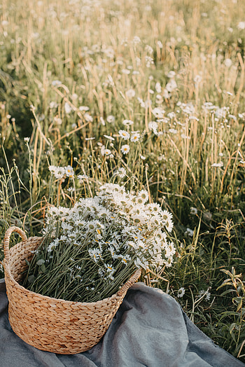 Flowers, Camomile, Bouquet, Field, Basket HD phone wallpaper