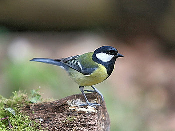 Cool Bird, cool, cute, bird HD wallpaper