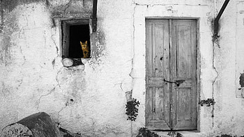 Cat in window colorsplash, colorsplash, cat, graphy, black and white HD wallpaper