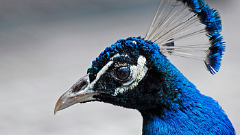 Peacock, beautiful, birds, animals HD wallpaper