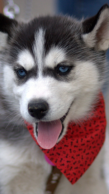 Husky Dog, Adorable Puppy HD phone wallpaper