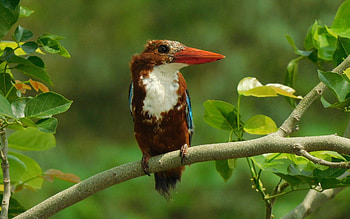 Kingfisher, animal, branch, bird HD wallpaper