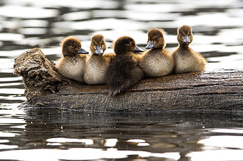 Duckling collection, Adorable baby ducks, Cute and fluffy, Feathered friends HD wallpaper