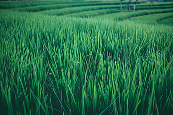 Nature, Grass, Field HD wallpaper
