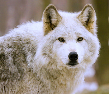 Leader for Mousa, white, brown, wolf, wild, male HD wallpaper