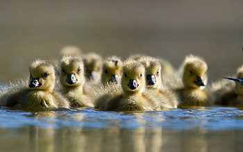 Ducklings, animal, cute, easter, spring, water, lake HD wallpaper