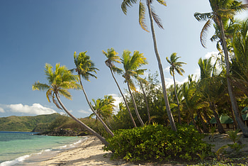 Nature, Beach, Palms, Tropics, Maldives HD wallpaper