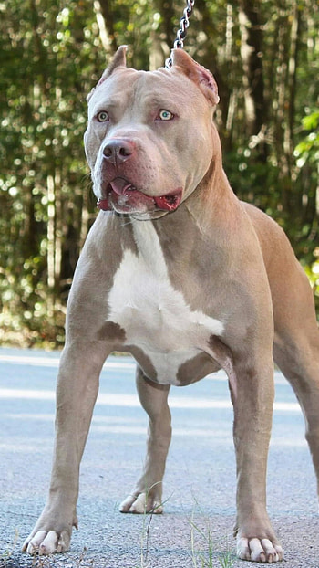 Pitbull Dog, Pet, Animal HD phone wallpaper