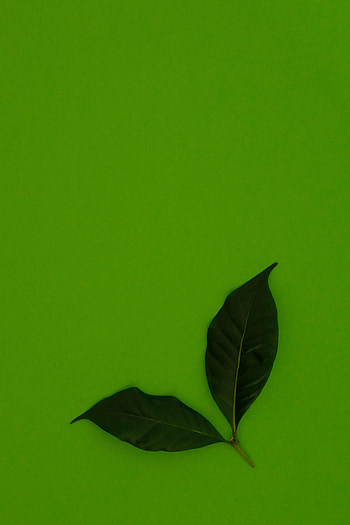 Background, Leaves, Miscellanea, Miscellaneous HD phone wallpaper