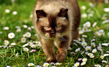 Big feline, cat, walk, meadow HD wallpaper