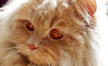 Cat, kitten, kitty, cats, cute, sleepy, sleeping, beauty, animals, hat, sweet, beautiful, paws, cat face, pretty, face, lovely HD wallpaper