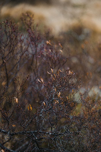 Nature, Bush, Plant, Branches HD phone wallpaper