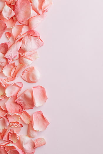 Delicate pink rose petals scattered on a soft pastel pink background with ample copy space. HD phone wallpaper