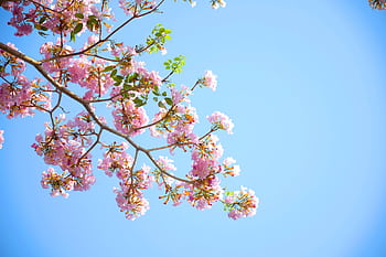 Beautiful cherry blossoms in full bloom against a clear blue sky, capturing the essence of spring. HD wallpaper