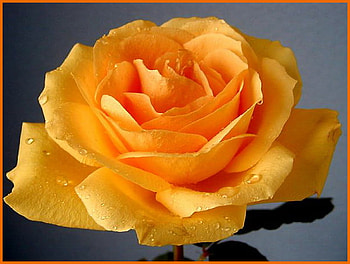 Rose for Cica, blue, rose, yellow, flower, gift, gold HD wallpaper