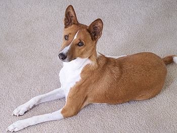 Basenji Dog, Doggy , Vibrant backgrounds HD wallpaper