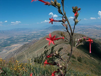 Mountain Top, top, sky, flower, mountain HD wallpaper