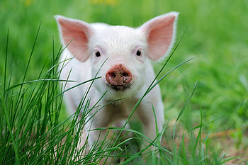 Curly-tailed pig, Playful piglets, Cute farm animals, Adorable pink pig HD wallpaper