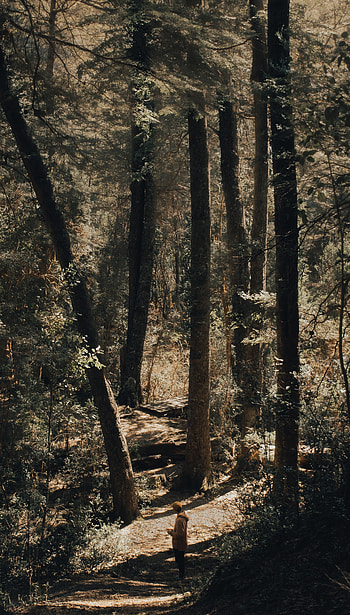 Nature, Trees, Forest, Path, Human, Person HD phone wallpaper