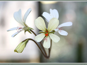 White flowers, white, flowers HD wallpaper