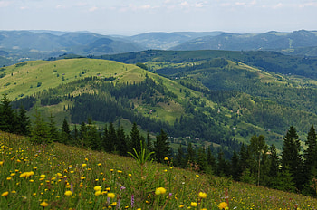 Nature, Flowers, Trees, Field, Slope, Dahl, Distance HD wallpaper
