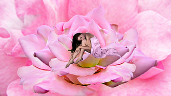 Girl in Rose, JcArt, graphy, art, girl, woman, rose, pink, digital, fantasy, female HD wallpaper