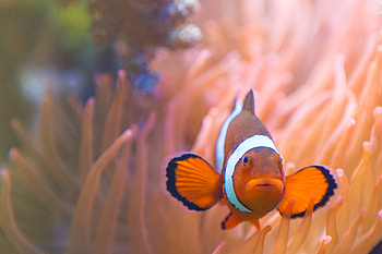 Clownfish, Sex, Changes, Argument HD wallpaper