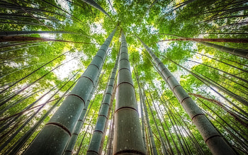 Bamboo forest , Nature's tranquility, Serene landscape, Peaceful escape HD wallpaper