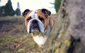 Animals, Wood, Tree, Dog, Sight, Opinion, Peek Out, Look Out HD wallpaper