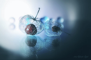 Ballad of autumn, blue, lafugue logos, red, autumn, fruit, veins, luminos HD wallpaper
