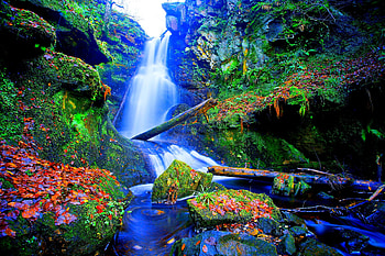 FOREST FALLS, FOREST, LEAVES, FALLS, AUTUMN HD wallpaper