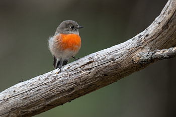 Scarlet Robin (Petroica boodang), Mortimer Bay, Tasmania, Animal, robin HD wallpaper
