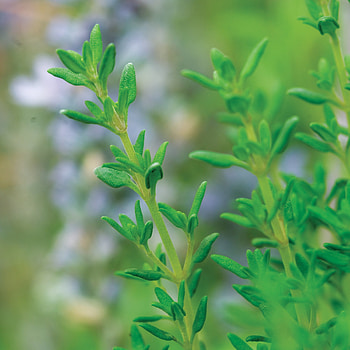 Italian herb garden starter, Burpee seed collection, Versatile culinary herbs, Gardening delight HD phone wallpaper