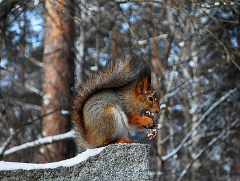 Squirrel, beautiful HD wallpaper
