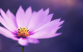 Macro Pink Flower, macro, flowers, pink HD wallpaper