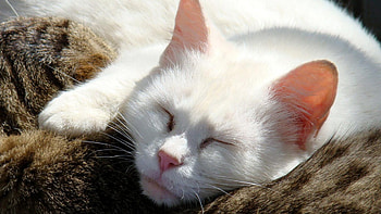 grey and white, cats, two, gray, white HD wallpaper